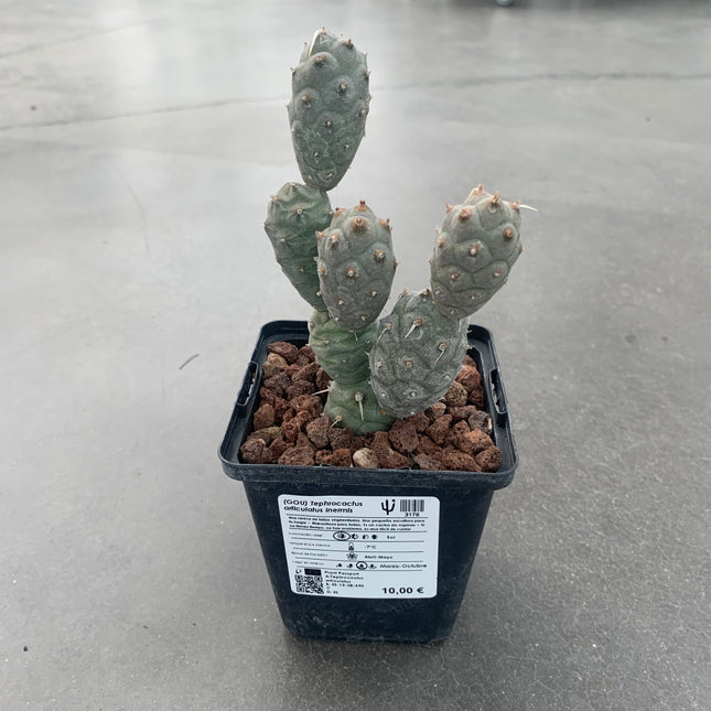 Tephrocactus articulatus inermis