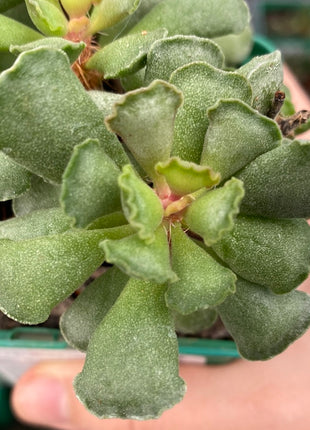 Adromischus cristatus