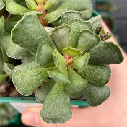 Adromischus cristatus