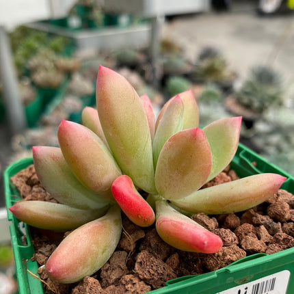 Pachyveria 'Dr. Kornelius