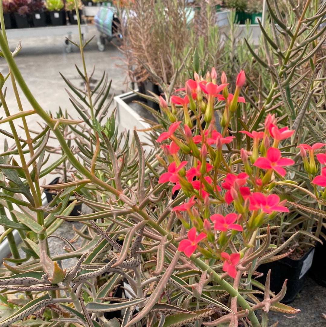 Kalanchoe daigremontiana octopus