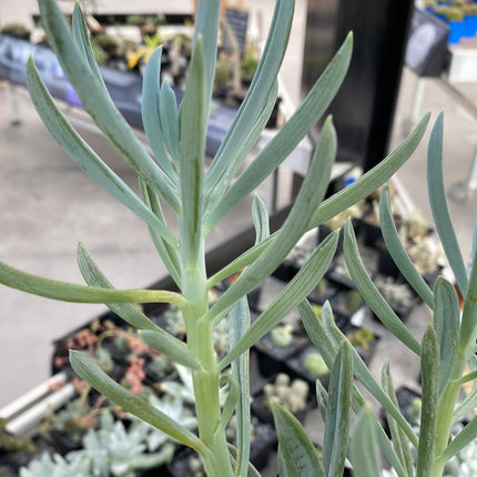 Senecio serpens