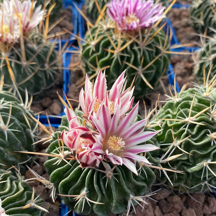 Echinofossulocactus crispatus