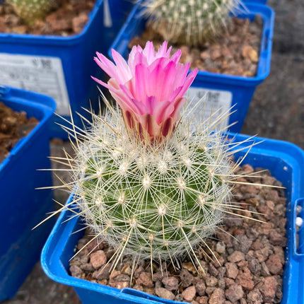 Thelocactus macdowellii