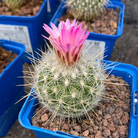 Thelocactus macdowellii