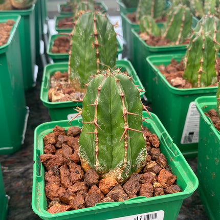 Euphorbia handiensis