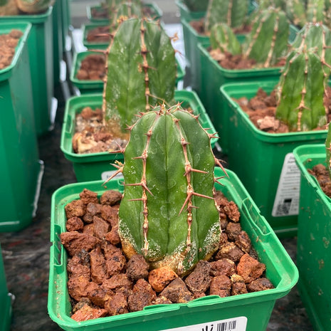 Euphorbia handiensis