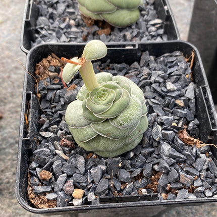 Crassula hemisphaerica