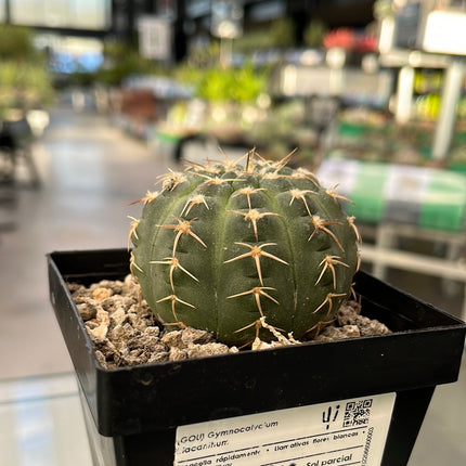 Gymnocalycium triacanthum