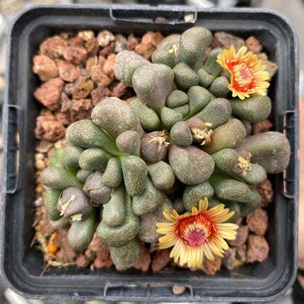Aloinopsis schooneesii