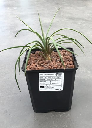 Agave Geminiflora