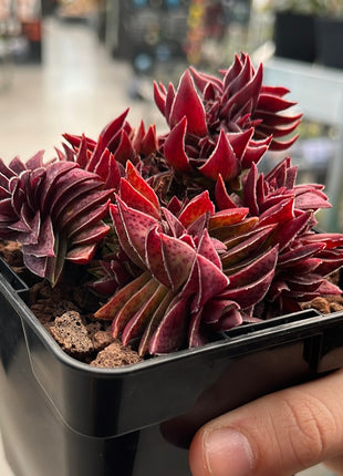 Crassula capitella subs. Thyrsiflora