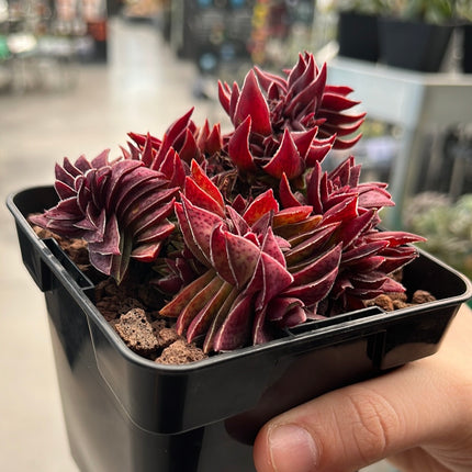 Crassula capitella subs. Thyrsiflora