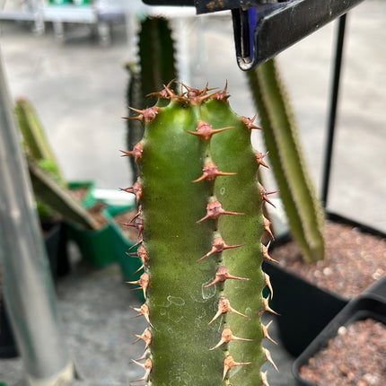 Euphorbia canariensis