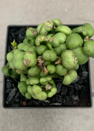 Dischidia nummularia 'Pangolin kisses'