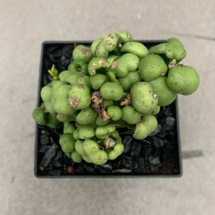 Dischidia nummularia 'Pangolin kisses'