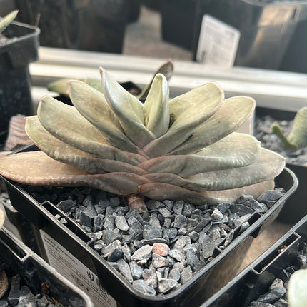 Gasteria baylissiana x glomerata
