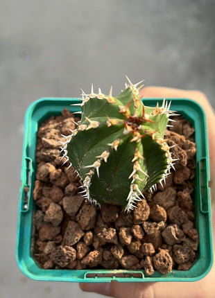 Euphorbia echinus