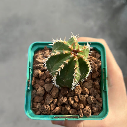 Euphorbia echinus