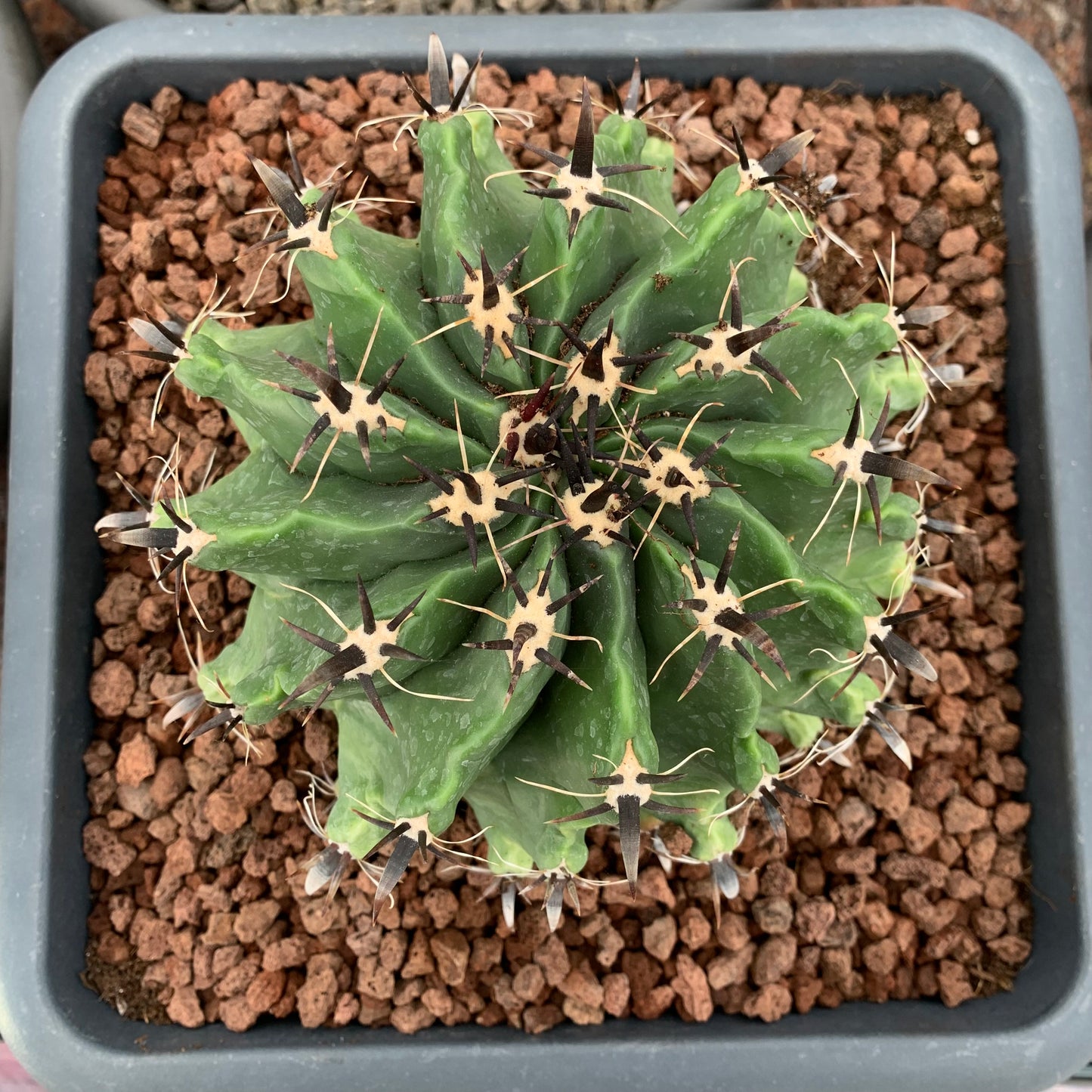 Ferocactus peninsulae var. brevispinus (horridus)