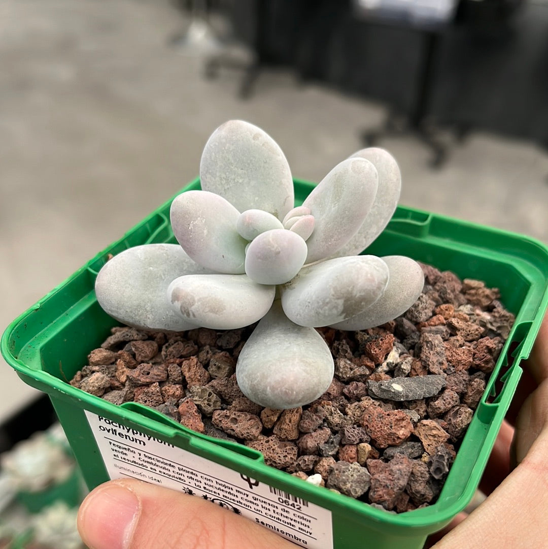 Pachyphytum oviferum