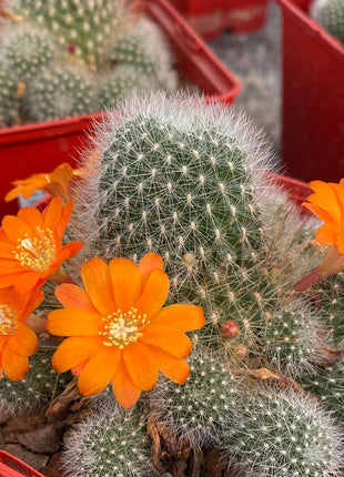 Rebutia minuscule subs. wessneriana