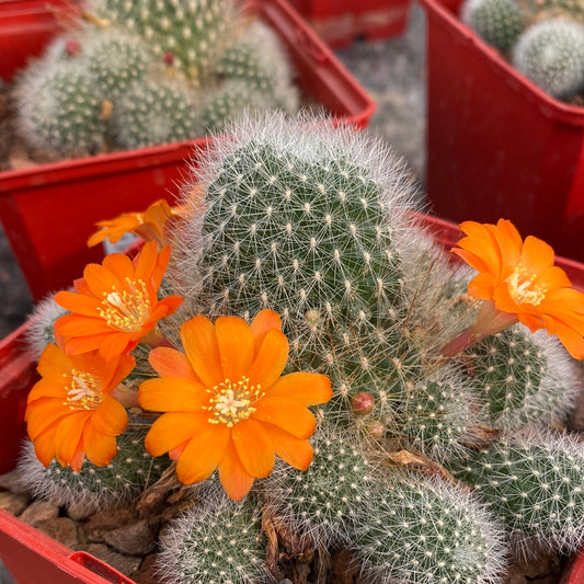 Rebutia minúscula subs. wessneriana