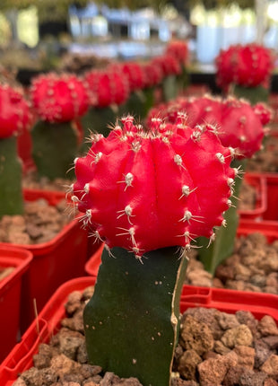 Grafted Gymnocalycium mihanovichii