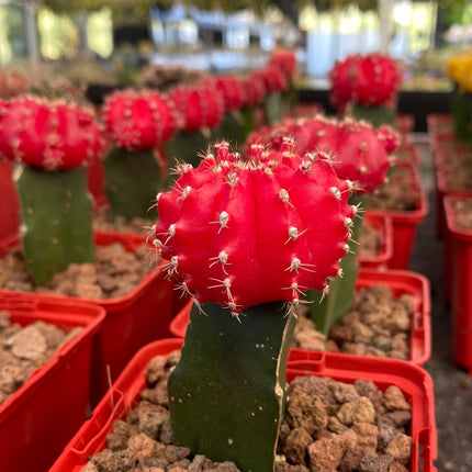 Grafted Gymnocalycium mihanovichii