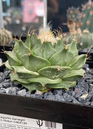 Obregonia denegrii CITES I