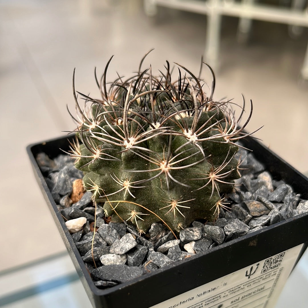 Neoporteria taltalensis