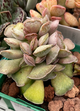 Wüstenpaket Adromischus