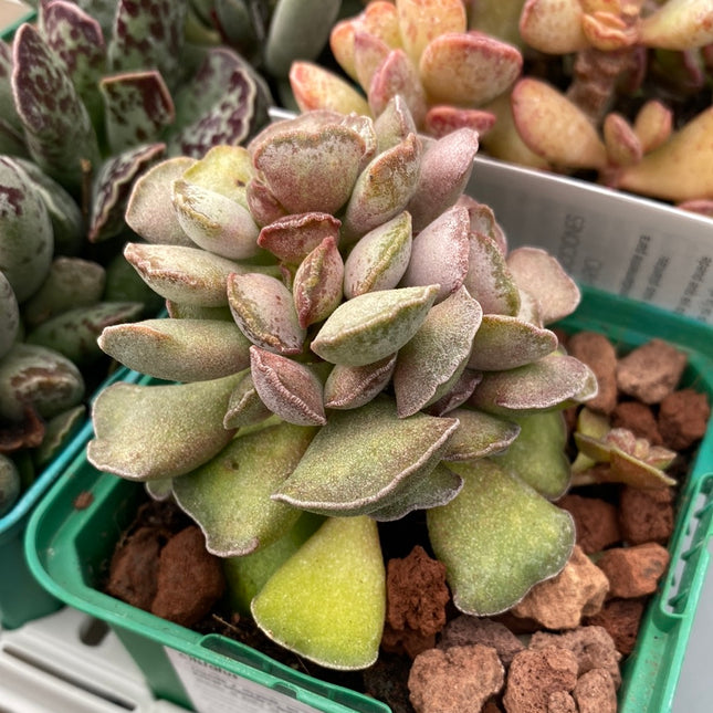 Desert PACK Adromischus