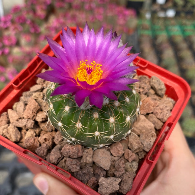 Notocactus uebelmannianus