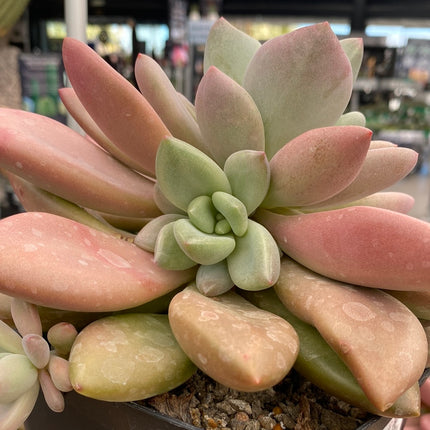 Pachyveria ‘Rossy Crow’