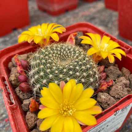 Aylostera hoffmannii