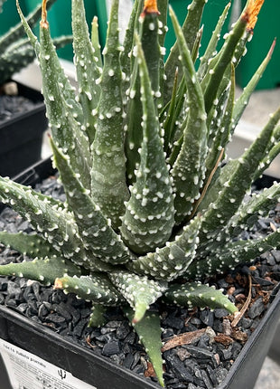 tulista pumila