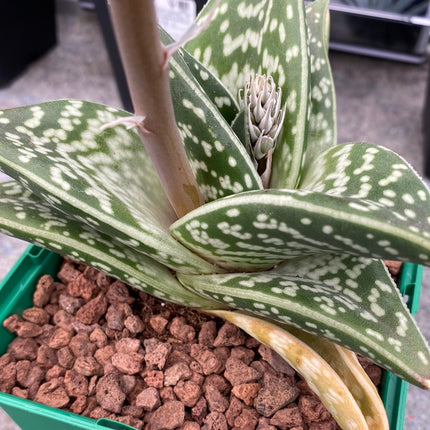Gonialoe variegata