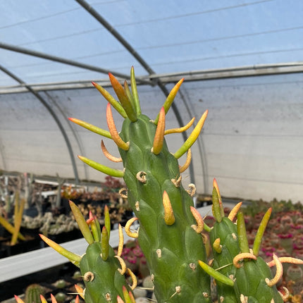 Austrocylindropuntia subulata