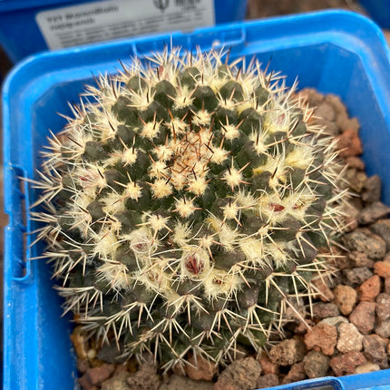 Mammillaria compressa