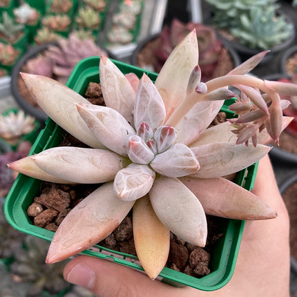 Echeveria ‘Tolimanensis’