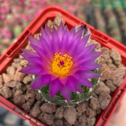 Notocactus uebelmannianus