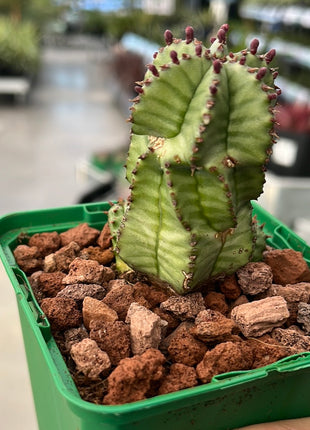 Euphorbia polygona var. anoply