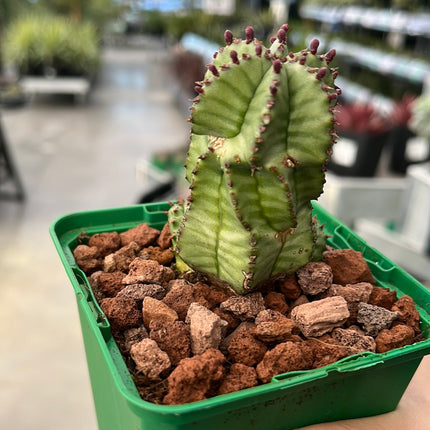 Euphorbia poligona var. anoply