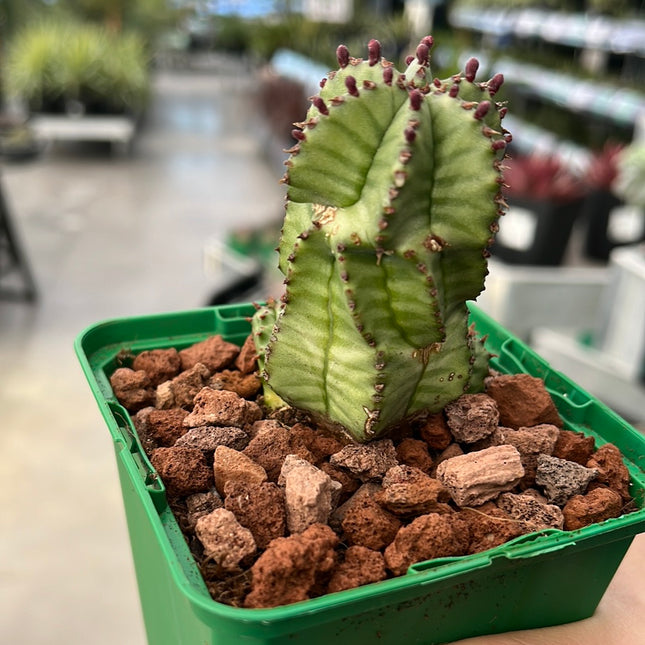 Euphorbia poligona var. anoplia