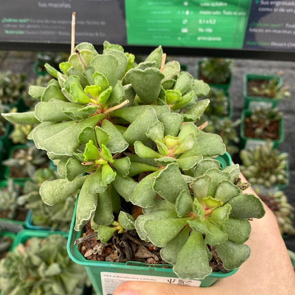 Adromischus cristatus
