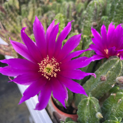 Echinocereus pentalophus