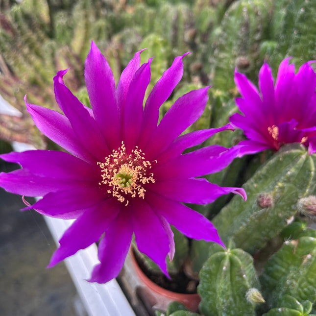 Echinocereus pentalophus
