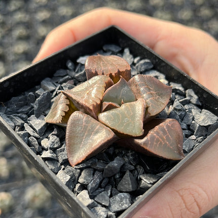 Haworthia 'Tropical Night'