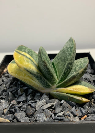 Gasteria 'Gracilis' f. variegate